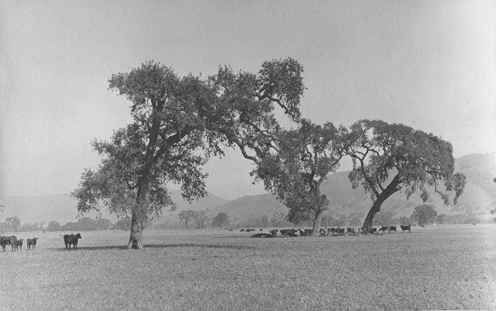 Santa Clara Valley 1868