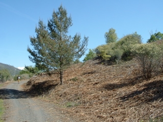 trees and path under blue sky