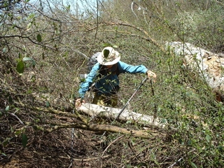 bushwhacking through brambles