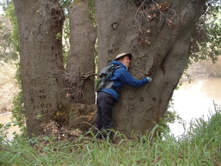 john muir walk